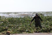 Asi Nehri'nin taşmasıyla Akdeniz'e dökülen su sümbülleri Samandağ sahilini kapladı