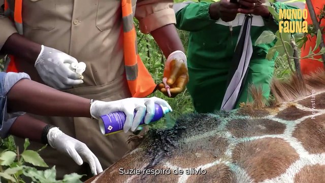 Rescates animales: cuando los humanos le tienden la mano a la naturaleza