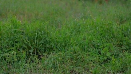 Corolla Wild Horse Fund Welcomes 9th Foal of the Season After "Scary" Escape