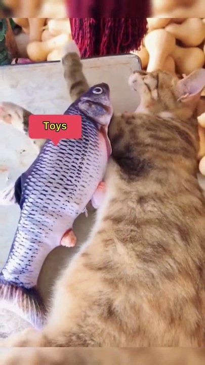 funny Why Cats make the Best Pets