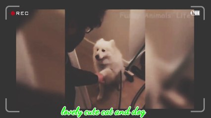 Cats and dogs playing outdoors and indoors with their masters