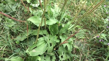 Sinir Otu Damar Otu Faydaları Kullanımı Plantago
