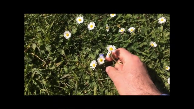 Papatya Çayı Nasıl Yapılır Faydaları Özellikleri