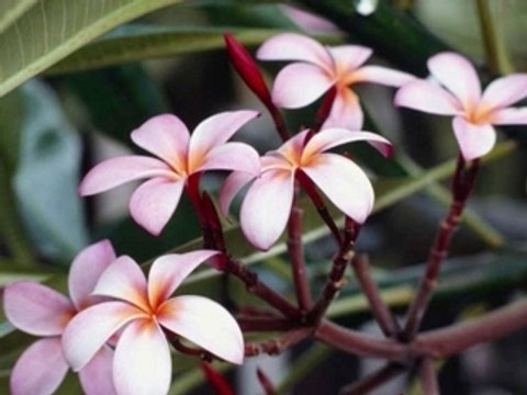les chéri(e)s twensa zied, donia, walid, hajira.. tunisie
