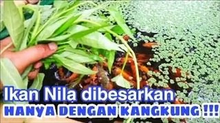 Praktis,Budidaya ikan nila dan kangkung di ember