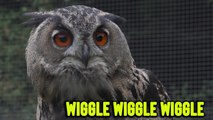 ''Wiggle Wiggle Wiggle' Curious owl keeps shaking its head in funny ways'