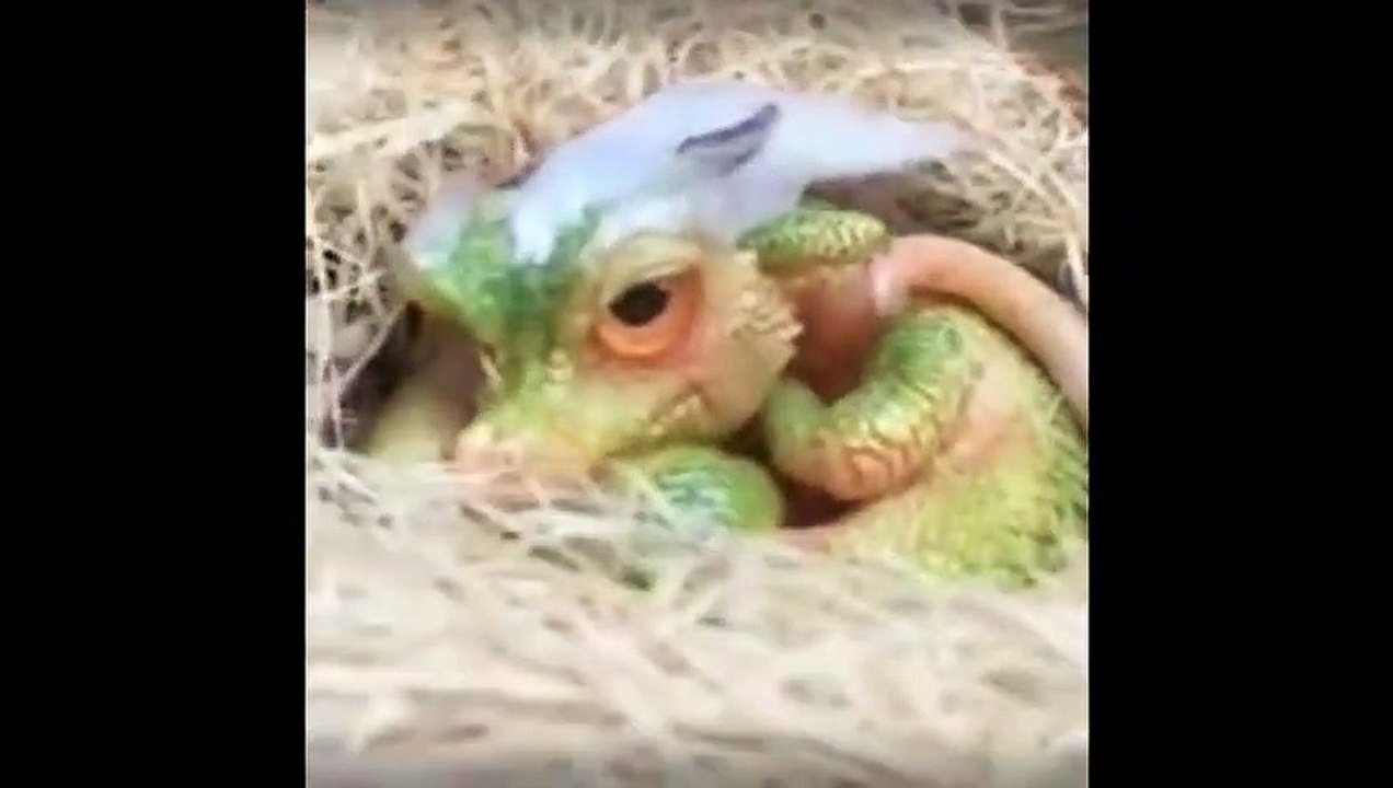 Kisah Misteri Pantai Watu Ulo berdasarkan Legenda Ajisaka dan Seekor Naga