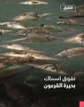 لبنان.. نفوق أطنان من السمك على شواطئ بحيرة القرعون