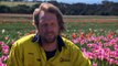 Demand for bulbs from Tasmanian tulip farm skyrockets