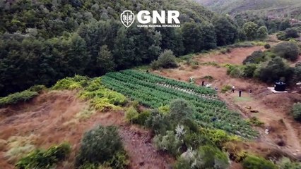 Homem detido na Sertã com mais de 3.300 plantas de canábis