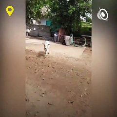 Cow Eats Idly with Love and Affection in Krishna District Andhra Pradesh.