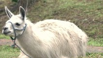 Le traitement expérimental contre la COVID dérivé des lamas s'avère prometteur