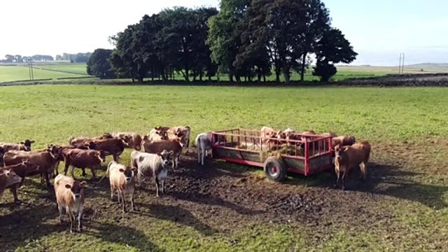 Gran Bretagna, niente camionisti niente latte. La Brexit pesa anche sul settore caseario