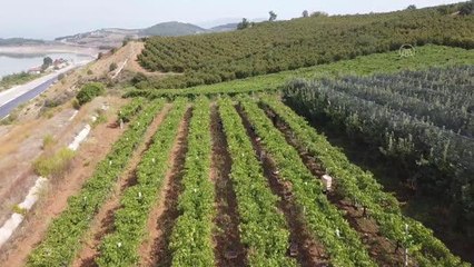 Yetiştirilen "Red Globe" cinsi üzümler ihracata hazırlanıyor