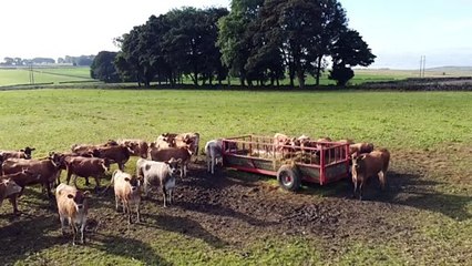 Consecuencias del Brexit | La leche se tira por falta de camiones