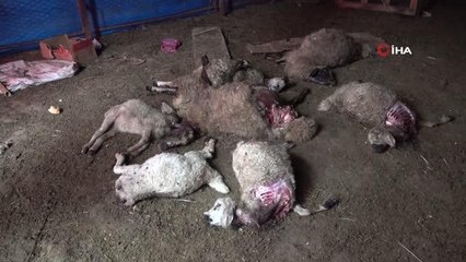 Sivaslı çiftçi hayatının şokunu yaşadı... Devlet destekli koyunlar kurtlara yem oldu