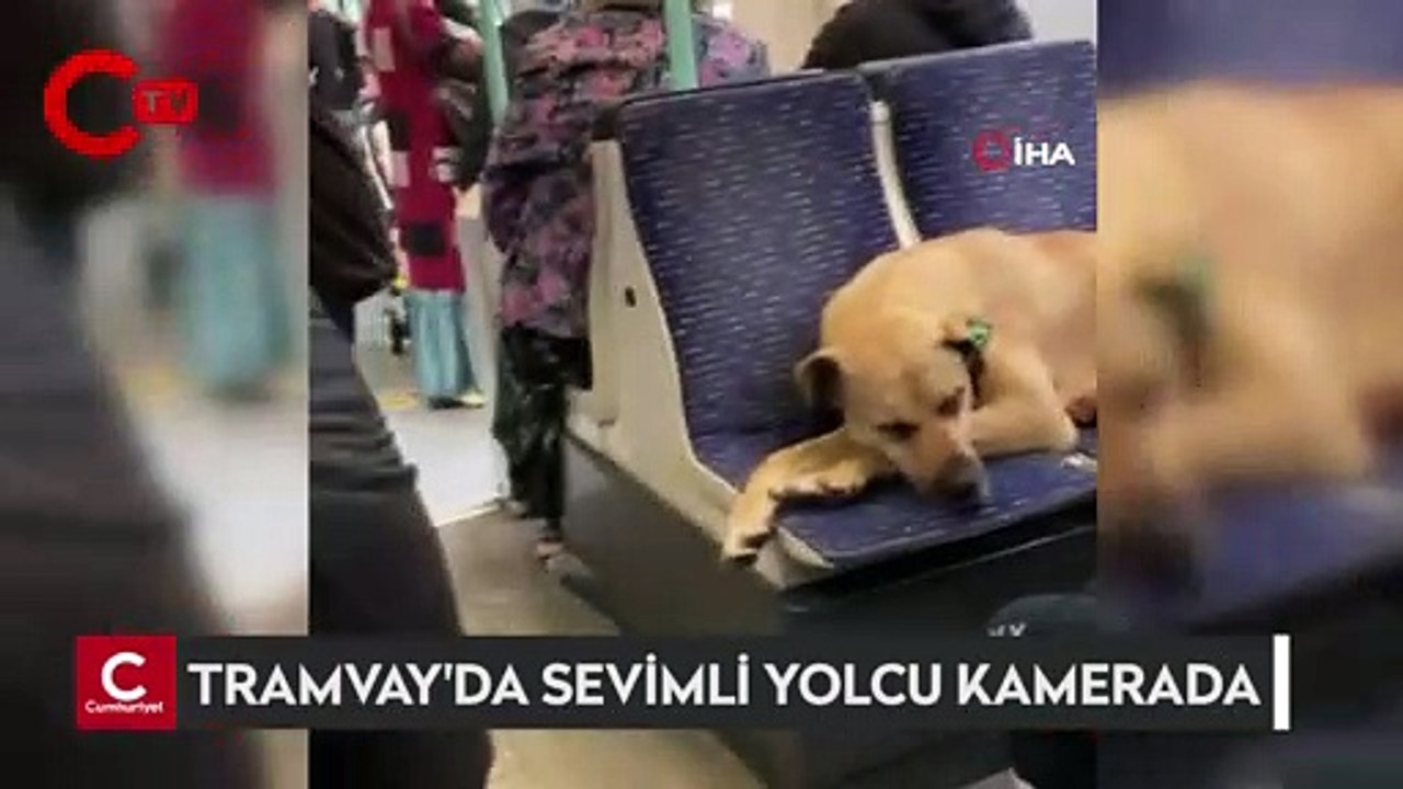 İstanbul'da yağmurdan kaçan köpek tramvaya bindi