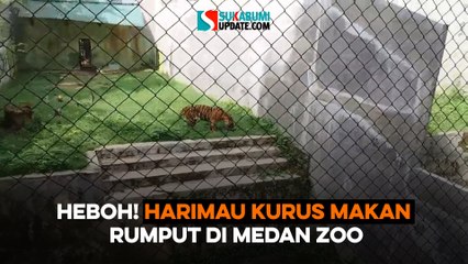 Heboh! Harimau Kurus Makan Rumput di Medan Zoo