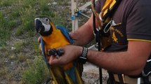 Bussolengo (VR) - Salvato pappagallo bloccato su un traliccio (24.09.21)