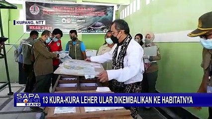 BBKSDA NTT Kembalikan 13 Kura-kura Leher Ular ke Habitat Aslinya