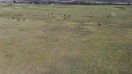 ESKİŞEHİR - Şampiyonların elit tayları satışa sunulacak