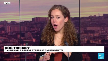 Chile 'therapy' dogs offer tummy rubs to soothe patients, medics