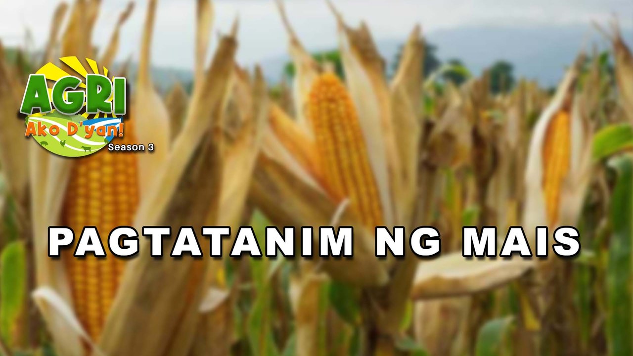 Pagtatanim ng Mais
