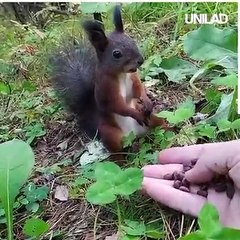 UNILAD - Massive Anaconda Crosses Road -242331819_265908932058970_8889156837098273484_n