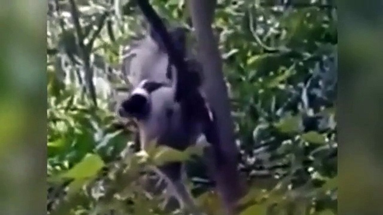 Macaco rapta cachorro