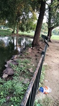 Crow Sounds Loud | Sound Of Crows