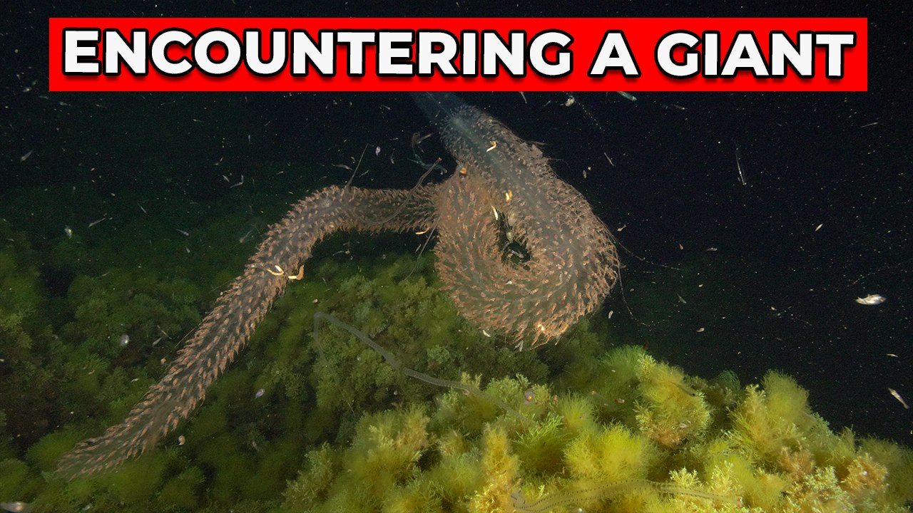 'Diver encounters a giant siphonophore while swimming in the Mediterranean Sea at night'