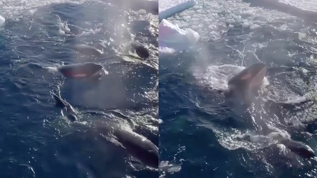 'Pod of Orcas on the lookout for seals in Antarctica'