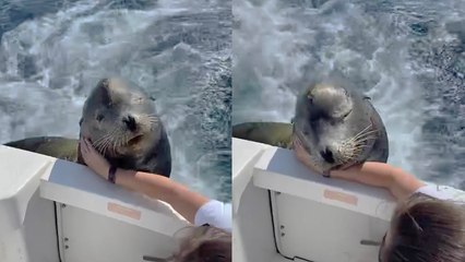 'Cute but vicious sea lion attacks tourist for not giving it fish '