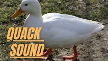 Feeding Hungry Ducks At The Park | Duck Quack Sound Effect | Kingdom Of Awais