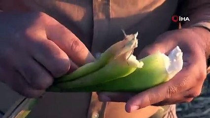 Samandağ sahilini istilacı su sümbülleri kapladı