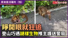 「原來是活體？」山中巧遇謎樣生物！過於親人　登山客護送警局