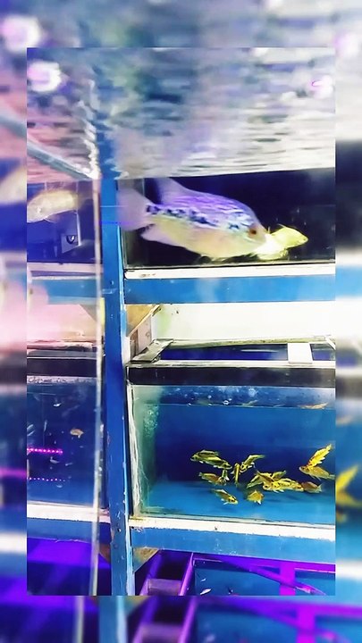 Lowhan VS Arowana