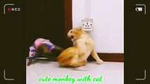 Cats and monkeys are cool playing in the house and they are very cute