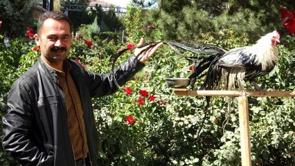 Bu horoz kendini 'papağan' sanıyor