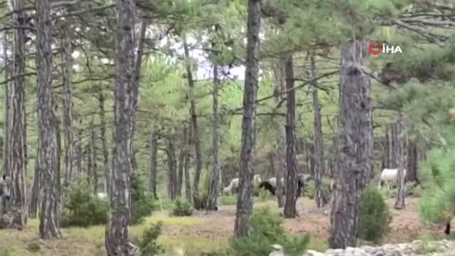 Yılkı atları orman işçileri tarafından görüntülendi