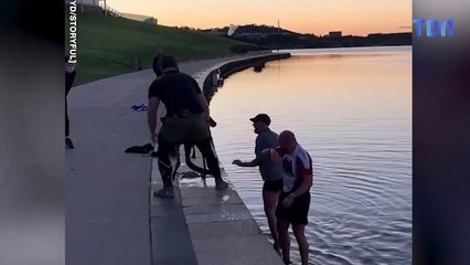 Ils sauvent un kangourou de la noyade et il s'en prend à un cycliste