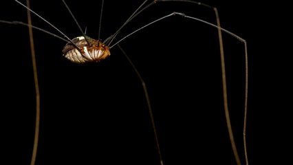 El opilión, un arácnido tan temido como inofensivo