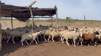 "Mavi dil" hastalığı görülen 8 köyde karantina başlatıldı