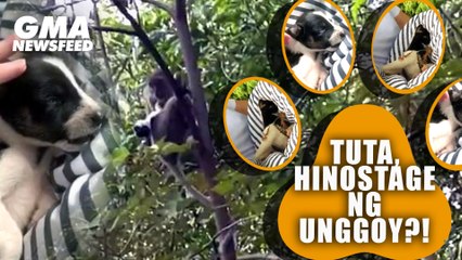 Puppy held 'hostage' by wild monkey | GMA News Feed