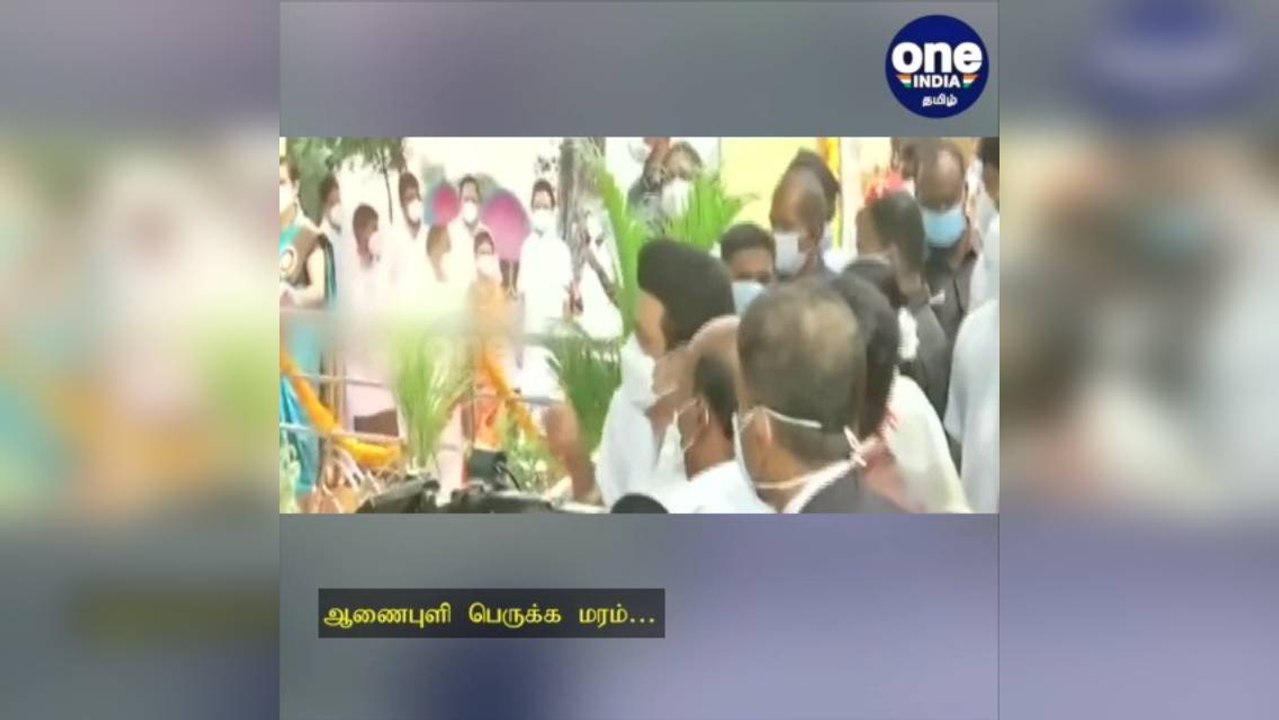 150 ஆண்டுகள் பழமையான.. ஆனைபுளி பெருக்க மரம்… கல...