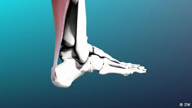 The Achilles tendon - a workhorse