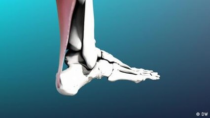 The Achilles tendon - a workhorse