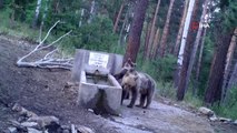 Yaban hayatı fotokapanla görüntülendi