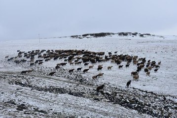 Kar yağışı besicileri hazırlıksız yakaladı