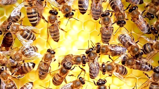 This Is the World’s First Bee Hotel, Where You Can Buy a Hive and Become a Beekeeper